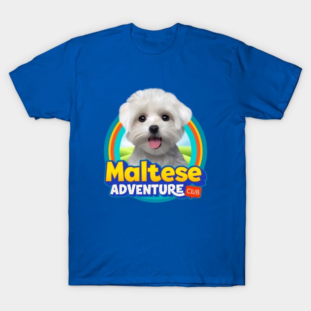 Maltese dog